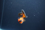 Baby Thai Oranda  Red Black 3 Inch (ID#1105ToPTA-27) Free2Day SHIPPING