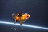 Baby Thai Oranda  Red Black 3 Inch (ID#1105ToPTA-27) Free2Day SHIPPING