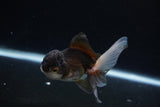 Juvenile Thai Oranda  Tricolor 3.5 Inch (ID#1217To12c-81) Free2Day SHIPPING