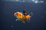 Baby Thai Oranda  Red Black 3 Inch (ID#1105ToPTA-27) Free2Day SHIPPING