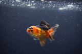 Baby Thai Oranda  Red Black 3 Inch (ID#1105ToPTA-27) Free2Day SHIPPING