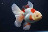 Thai Oranda  Red White 6 Inch (ID#404T7b-91)