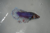 Dumbo Multicolor   Halfmoon Female Betta (ID#801-F514) Free2Day SHIPPING