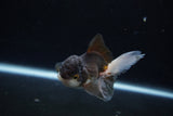 Juvenile Thai Oranda  Tricolor 3.5 Inch (ID#1217To12c-81) Free2Day SHIPPING