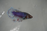 Dumbo Multicolor   Halfmoon Female Betta (ID#801-F514) Free2Day SHIPPING