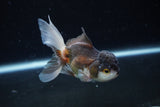 Juvenile Thai Oranda  Tricolor 3.5 Inch (ID#1217To12c-81) Free2Day SHIPPING