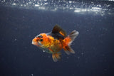 Baby Thai Oranda  Red Black 3 Inch (ID#1105ToPTA-27) Free2Day SHIPPING