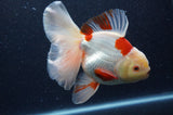 Thai Oranda  Red White 6 Inch (ID#404T7b-91)