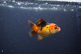 Baby Thai Oranda  Red Black 3 Inch (ID#1105ToPTA-27) Free2Day SHIPPING