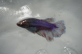 Dumbo Multicolor   Halfmoon Female Betta (ID#801-F514) Free2Day SHIPPING