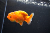 Juvenile Lionchu  Red White 3.5 Inch (ID#1011R11a-24) Free2Day SHIPPING