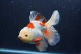 Thai Oranda  Red White 6 Inch (ID#404T7b-91)