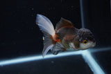 Juvenile Thai Oranda  Tricolor 3.5 Inch (ID#1217To12c-81) Free2Day SHIPPING