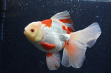 Thai Oranda  Red White 6 Inch (ID#404T7b-91)