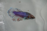 Dumbo Multicolor   Halfmoon Female Betta (ID#801-F514) Free2Day SHIPPING