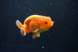 Juvenile Lionchu  Red White 3.5 Inch (ID#1011R11a-24) Free2Day SHIPPING