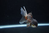 Juvenile Thai Oranda  Tricolor 3.5 Inch (ID#1217To12c-81) Free2Day SHIPPING