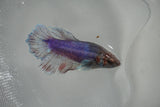 Dumbo Multicolor   Halfmoon Female Betta (ID#801-F514) Free2Day SHIPPING