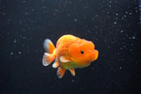 Juvenile Lionchu  Red White 3.5 Inch (ID#1011R11a-24) Free2Day SHIPPING