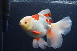 Thai Oranda  Red White 6 Inch (ID#404T7b-91)
