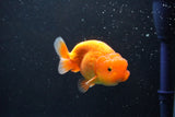 Juvenile Lionchu  Red White 3.5 Inch (ID#1011R11a-24) Free2Day SHIPPING