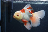 Thai Oranda  Red White 6 Inch (ID#404T7b-91)