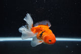 Juvenile Thai Oranda  Sakura 3.5 Inch (ID#1217To12c-82) Free2Day SHIPPING