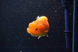 Juvenile Lionchu  Red White 3.5 Inch (ID#1011R11a-24) Free2Day SHIPPING