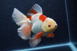 Thai Oranda  Red White 6 Inch (ID#404T7b-91)