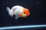 Juvenile Lionchu  Red White 3.5 Inch (ID#304R11b-21) Free2Day SHIPPING