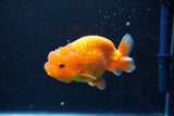 Juvenile Lionchu  Red White 3.5 Inch (ID#1011R11a-24) Free2Day SHIPPING