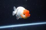 Juvenile Lionchu  Red White 3.5 Inch (ID#304R11b-21) Free2Day SHIPPING
