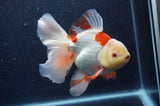 Thai Oranda  Red White 6 Inch (ID#404T7b-91)