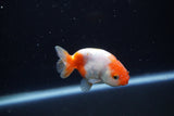 Baby Ranchu  Sakura 2.5 Inch (ID#1129R9c-46) Free2Day SHIPPING