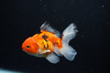 Juvenile Thai Oranda  Sakura 3.5 Inch (ID#1217To12c-82) Free2Day SHIPPING