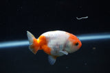 Baby Ranchu  Sakura 2.5 Inch (ID#1129R9c-46) Free2Day SHIPPING