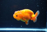 Juvenile Lionchu  Red White 3.5 Inch (ID#1011R11a-24) Free2Day SHIPPING