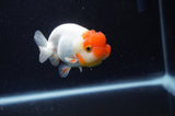 Juvenile Lionchu  Red White 3.5 Inch (ID#304R11b-21) Free2Day SHIPPING
