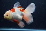 Thai Oranda  Red White 6 Inch (ID#404T7b-91)