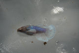 Dumbo Multicolor   Halfmoon Female Betta (ID#801-F515) Free2Day SHIPPING