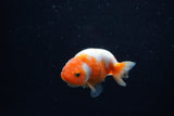 Baby Ranchu  Sakura 2.5 Inch (ID#1129R9c-46) Free2Day SHIPPING