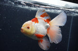 Thai Oranda  Red White 6 Inch (ID#404T7b-91)
