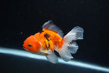 Juvenile Thai Oranda  Sakura 3.5 Inch (ID#1217To12c-82) Free2Day SHIPPING