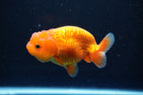 Juvenile Lionchu  Red White 3.5 Inch (ID#1011R11a-24) Free2Day SHIPPING