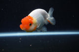 Juvenile Lionchu  Red White 3.5 Inch (ID#304R11b-21) Free2Day SHIPPING