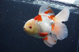 Thai Oranda  Red White 6 Inch (ID#404T7b-91)