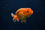 Juvenile Lionchu  Red White 3.5 Inch (ID#1011R11a-24) Free2Day SHIPPING