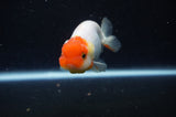 Juvenile Lionchu  Red White 3.5 Inch (ID#304R11b-21) Free2Day SHIPPING