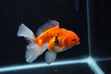 Juvenile Thai Oranda  Sakura 3.5 Inch (ID#1217To12c-82) Free2Day SHIPPING