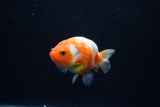 Baby Ranchu  Sakura 2.5 Inch (ID#1129R9c-46) Free2Day SHIPPING